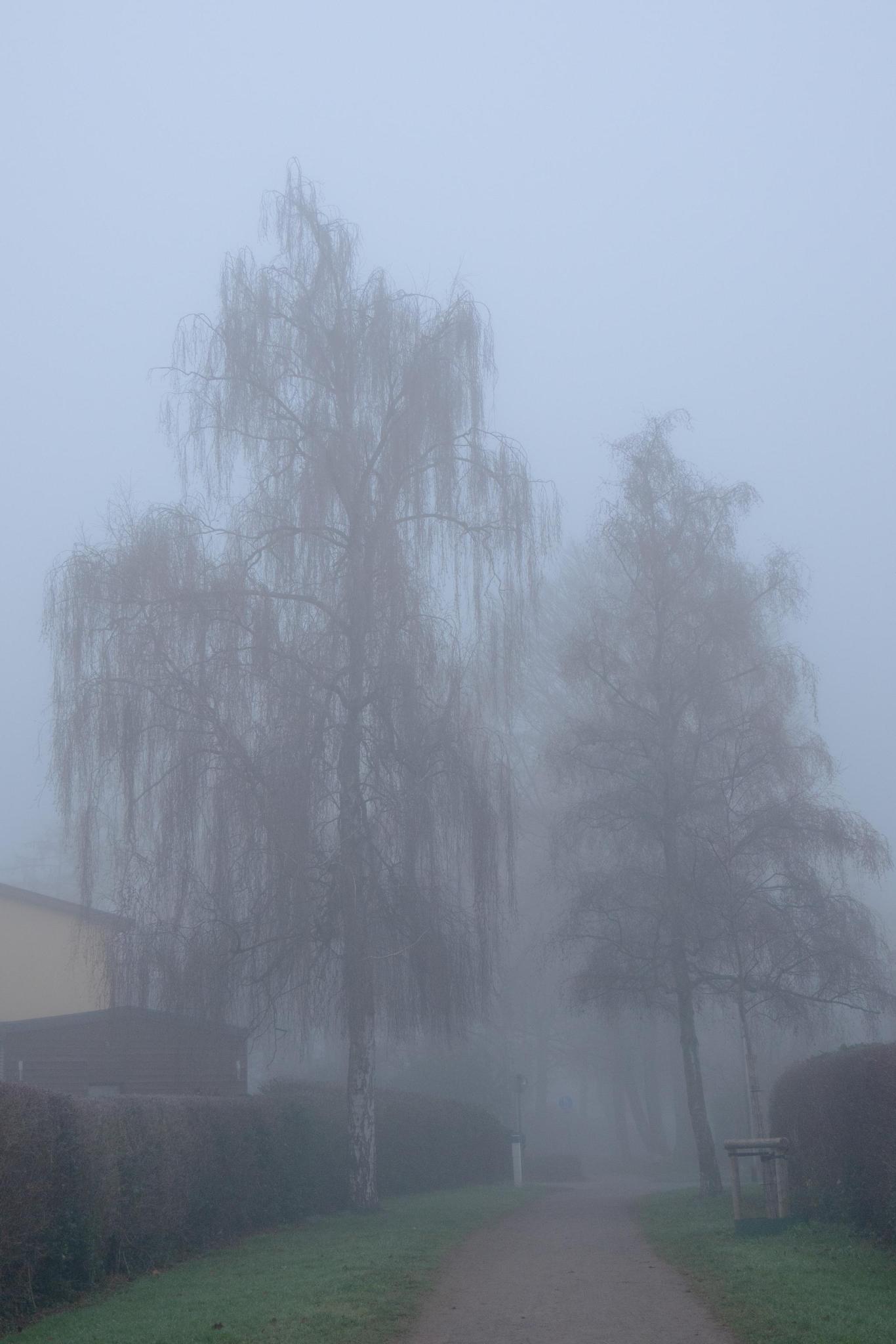 Nebel 1