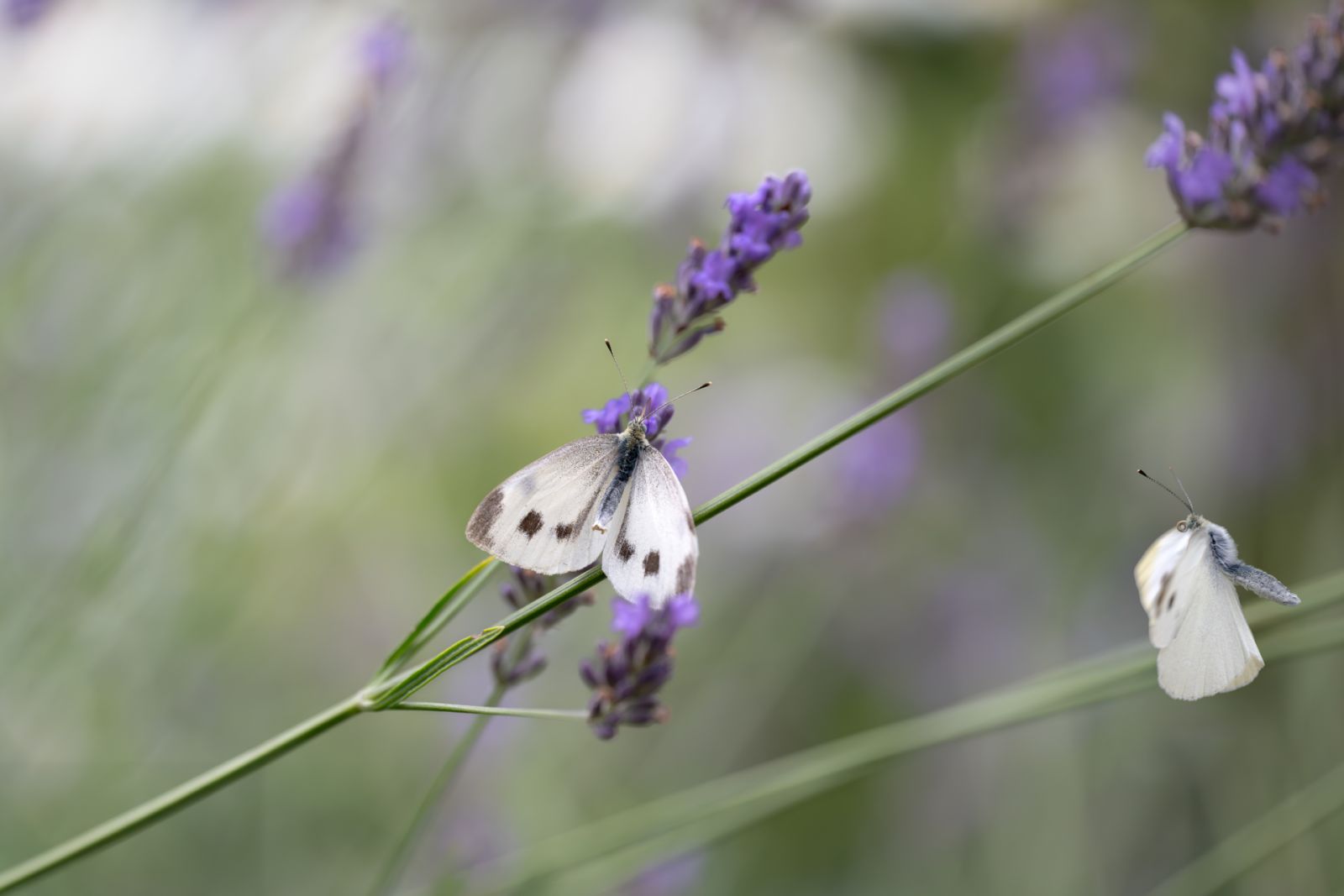Leichtigkeit der Schmetterlinge