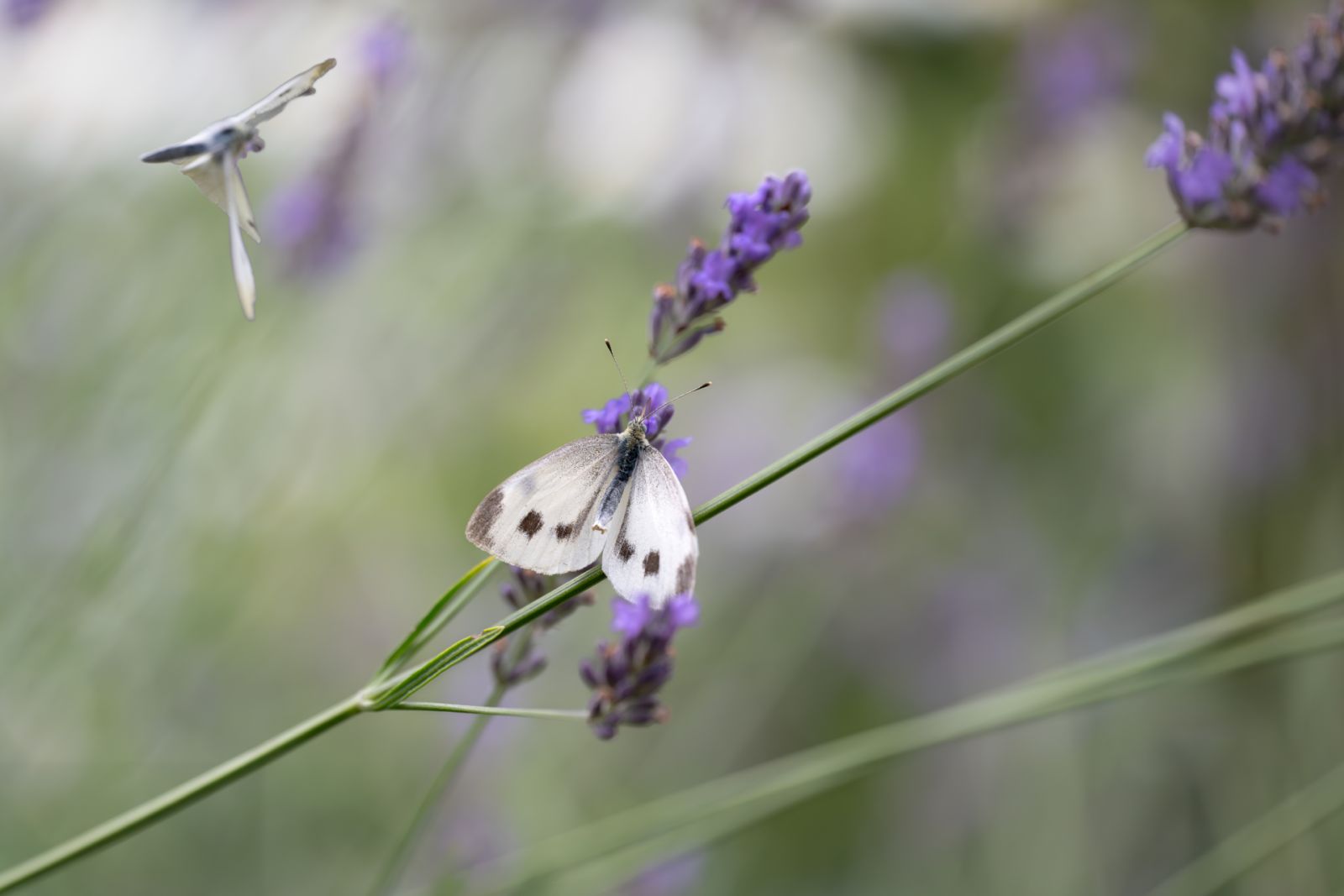 Leichtigkeit der Schmetterlinge
