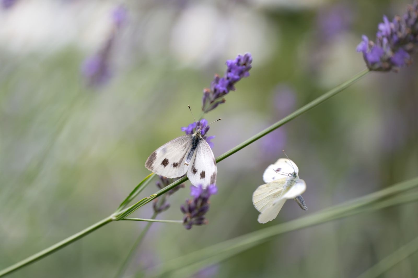 Leichtigkeit der Schmetterlinge